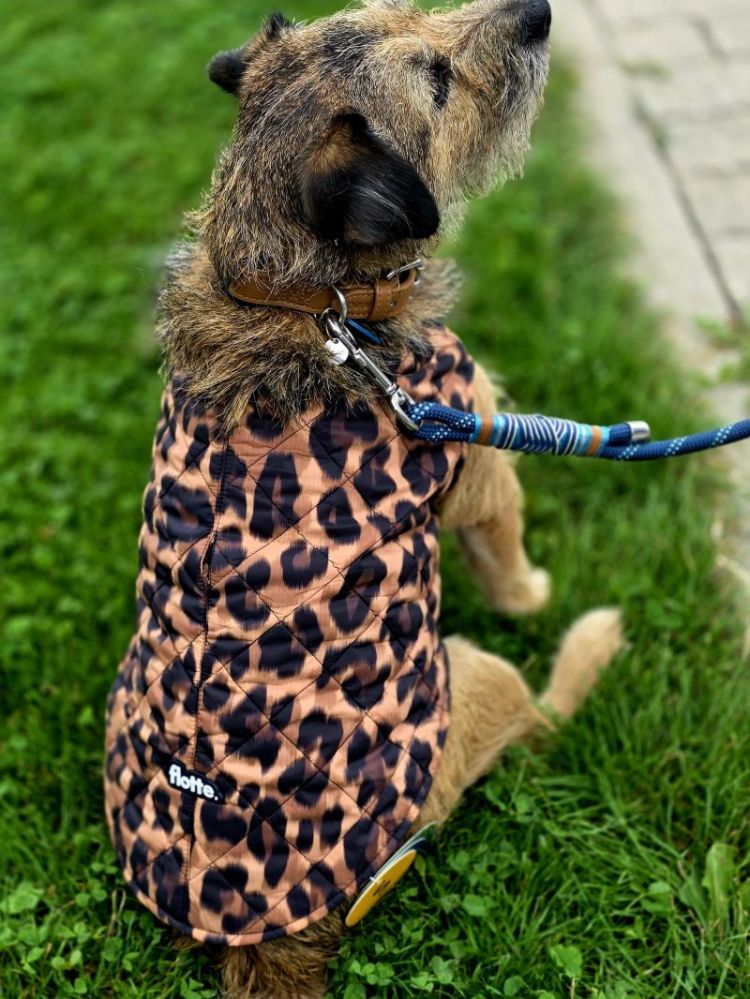  NEW LEOPARD
